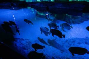 Big blue fish swim in aquarium. photo