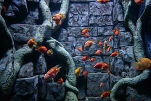 Red small fish swim in aquarium. photo