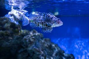 Lionfish also striped, or zebra fish swim in aquarium. photo