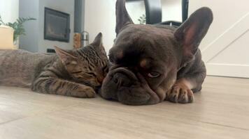 The cat licks the dog. Kitten and French bulldog. Friendship between cat and dog. video