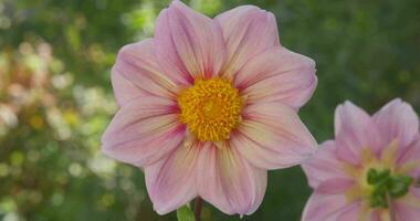 macro het schieten een delicaat roze bloem in een zomer weide Aan een zonnig dag. langzaam beweging, dichtbij omhoog. video