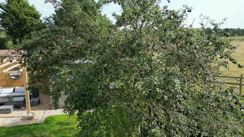 Plums tree in the garden video