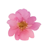 Blumenstrauß Aquarell png