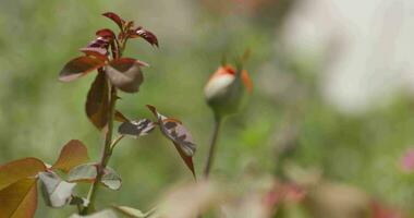 Hagebutte Blume Knospe auf ein Busch auf ein Sommer- Tag. das Fokus Verschiebungen von das Blume zu das Hintergrund und zurück nochmal. schließen hoch, schleppend Bewegung. video