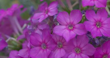 en stor myra kryper på lila blommor i en sommar äng. långsam rörelse. video