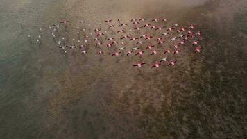 Drönare flyg över en flock av rosa flamingos i dubai bukt på solnedgång video
