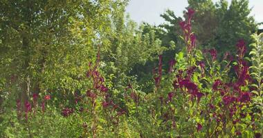 púrpura flores en un verano prado en un soleado día. lento movimiento video