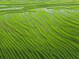 Green ecology rice field, Generative AI Illustration. photo