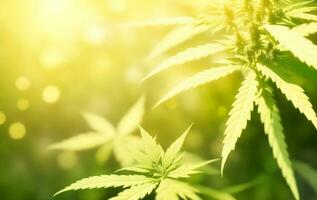 Cannabis for health care and medical, Generative AI Illustration. photo