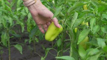 Woman's hand plucks sweet green pepper growing in garden. video