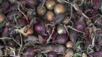 Harvest of small onions harvested in garden. video