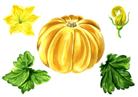 Set of watercolor illustration of yellow pumpkin with leaves and flower. Hand drawn watercolor illustration PNG for design.