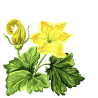 Watercolor illustration of yellow flower and bud with leaves of pumpkin. Hand drawn watercolor illustration PNG for design