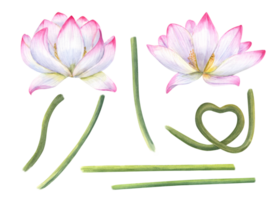 Set of pink lotus parts for creating compositions. Blooming flower heads, green stems of water lily. Constructor for creating bizarre flower shapes. Watercolor illustration for design png