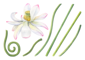 uppsättning av rosa lotus delar för skapande kompositioner. blomning blomma huvuden, grön stjälkar av vatten lilja. konstruktör för skapande bisarr blomma former. vattenfärg illustration för design png