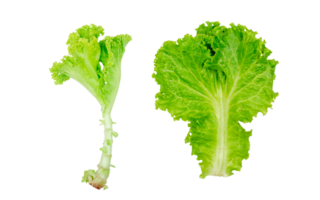 Lettuce leaves on transparent background. Batavia salad. healthy food. Top view png