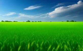 A beautiful Green wheat field, Generative AI Illustration. photo