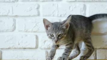 jolie gris dépouillé 2 mois vieux chaton scratch jouer tapis, blanc brique mur Contexte video