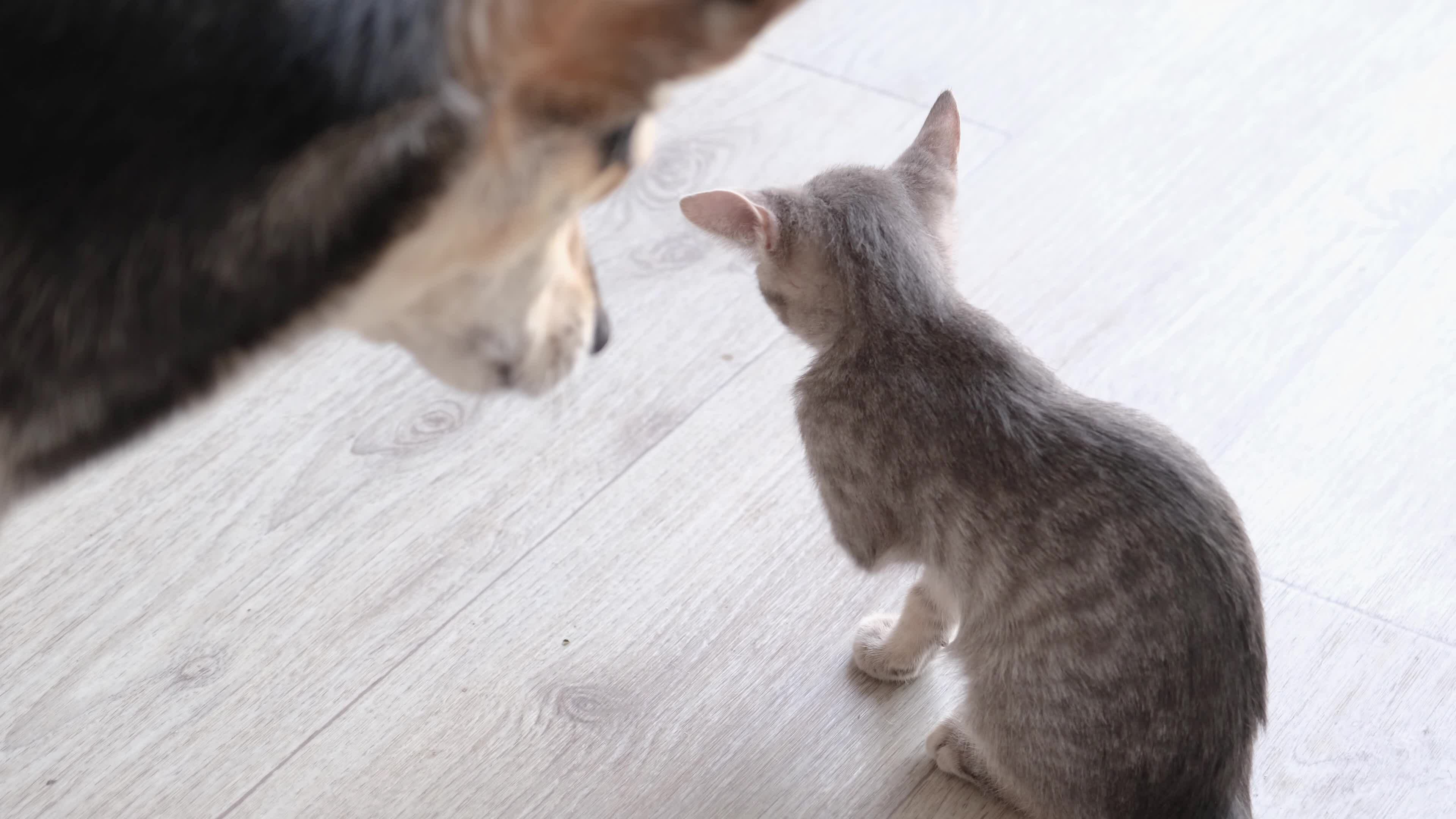 Big dog and little kitten living together, cat cleaning and ignoring dog,  dog looking at cat 28669818 Stock Video at Vecteezy