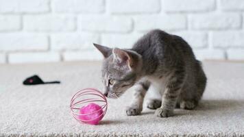 bonita cinzento gatinho jogando com bola às casa em branco tijolo parede fundo, lento movimento video