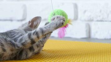 pretty gray stripped 2 months old kitten playing with toy, sitting on owner lap, slow motion video