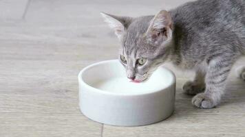 Cute funny kitten drinking milk at home, front view, slow motion video