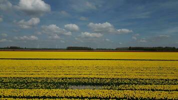 flor y tulipán vibrante brillante de colores florecer campos en primavera el Países Bajos. aéreo zumbido vista. video