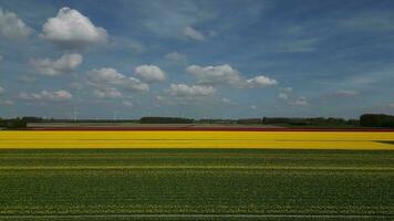 flor y tulipán vibrante brillante de colores florecer campos en primavera el Países Bajos. aéreo zumbido vista. video