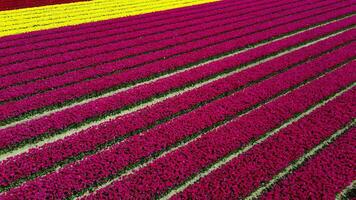 flor e tulipa vibrante brilhante colori Flor Campos dentro primavera a Holanda. aéreo zangão visualizar. video