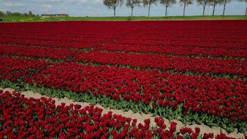 bloem en tulp levendig helder gekleurde bloesem velden in lente de nederland. antenne dar visie. video