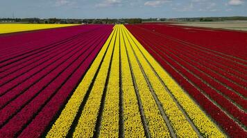 Flower and tulip vibrant bright colored blossom fields in springtime the Netherlands. Aerial drone view. video