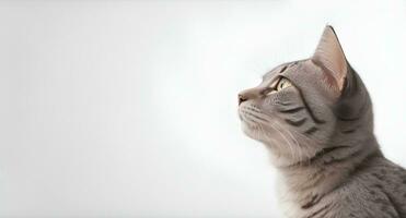 Cat looking into distance on gray background. Ai Generated photo