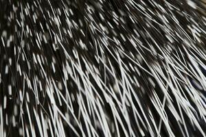 Texture from the quill tail of a porcupine. photo