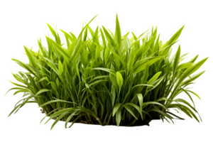 green bush grass isolated on transparent background ,grass bush cut out png ,generative ai
