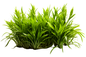 green bush grass isolated on transparent background ,grass bush cut out png ,generative ai