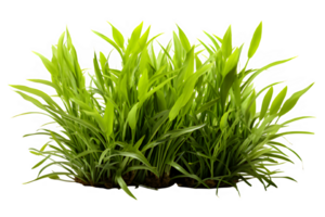 green bush grass isolated on transparent background ,grass bush cut out png ,generative ai