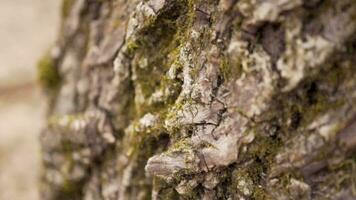 fechar acima musgo e envelhecido latido em detalhado velho árvore dentro a floresta video