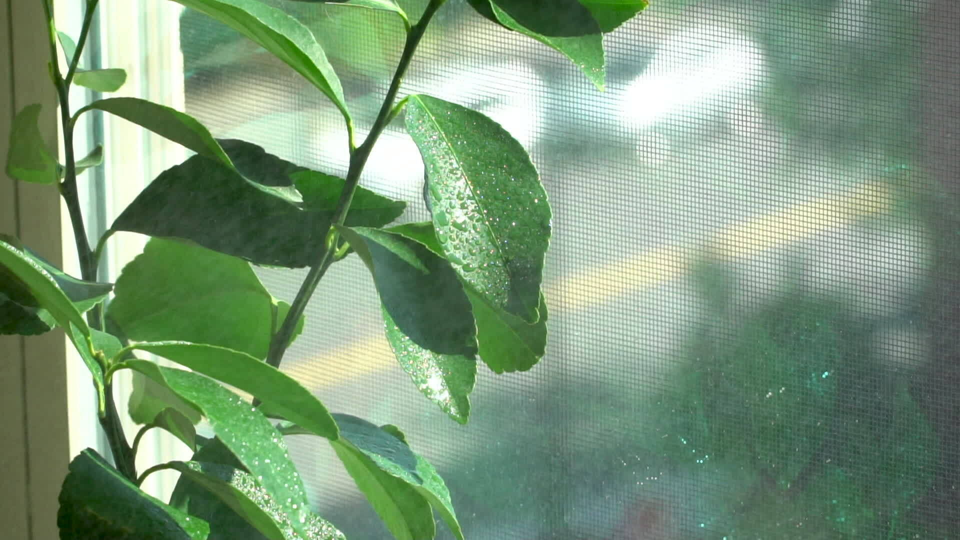 Spraying mist on house indoor lemon tree plant, creating humidity. Home