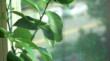 pulverización niebla en casa interior limón árbol planta, creando humedad. hogar jardinería. video