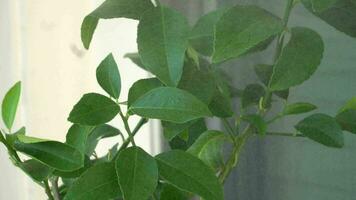 assunzione cura di Casa pianta di appannamento il foglie, la creazione di umido ambiente. casa giardinaggio. video
