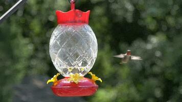 lento movimento colibrì si libra in giro alimentatore video