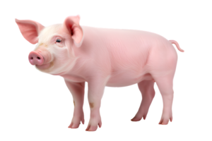 pink pig isolated on transparent background ,side view cute pig png ,generative ai