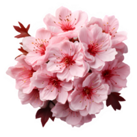 pink cherry blossoms isolated on transparent background ,japanese sakura png ,generative ai