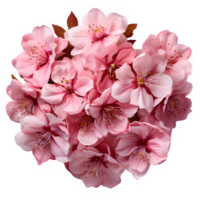 pink cherry blossoms isolated on transparent background ,japanese sakura png ,generative ai