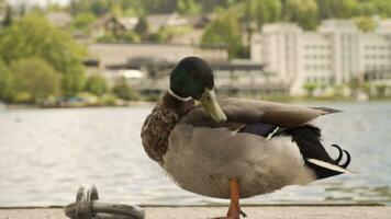 Proud duck stands tall in a park video