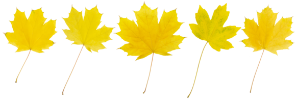 Yellow autumn maple leaves on white isolated background. Design element. Collection set png