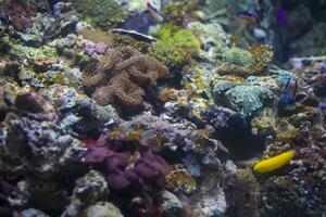 Multicolored corals background photo