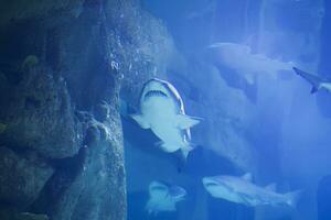 enorme tropical tiburón en azul tiburón.agua en el acuario foto