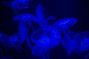 medusa en un negro antecedentes. medusa destacado en azul ligero foto