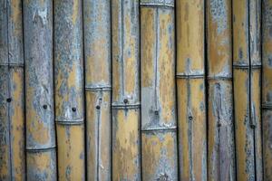 The texture of the fence made of bamboo trunks. photo